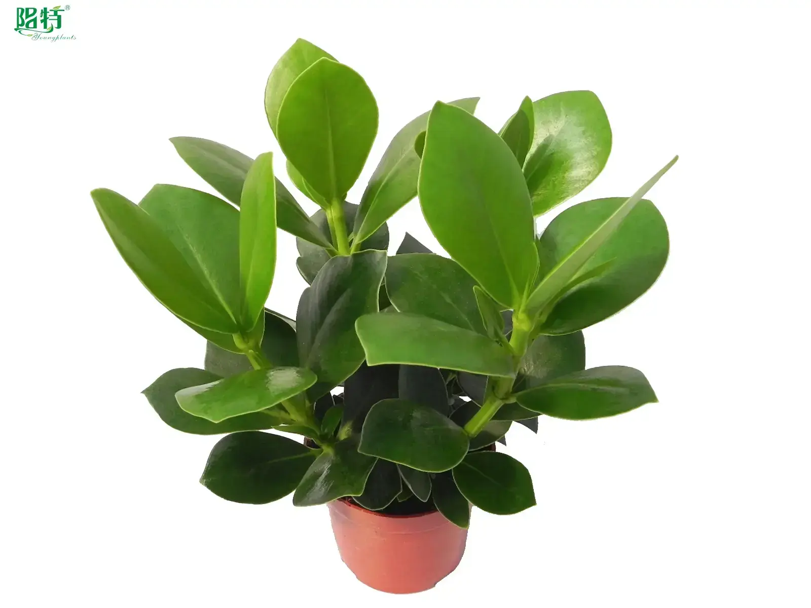 Clusia Rosea Queen Wholesale Young Plants - Technology Driven Flower & Gardening Product 1