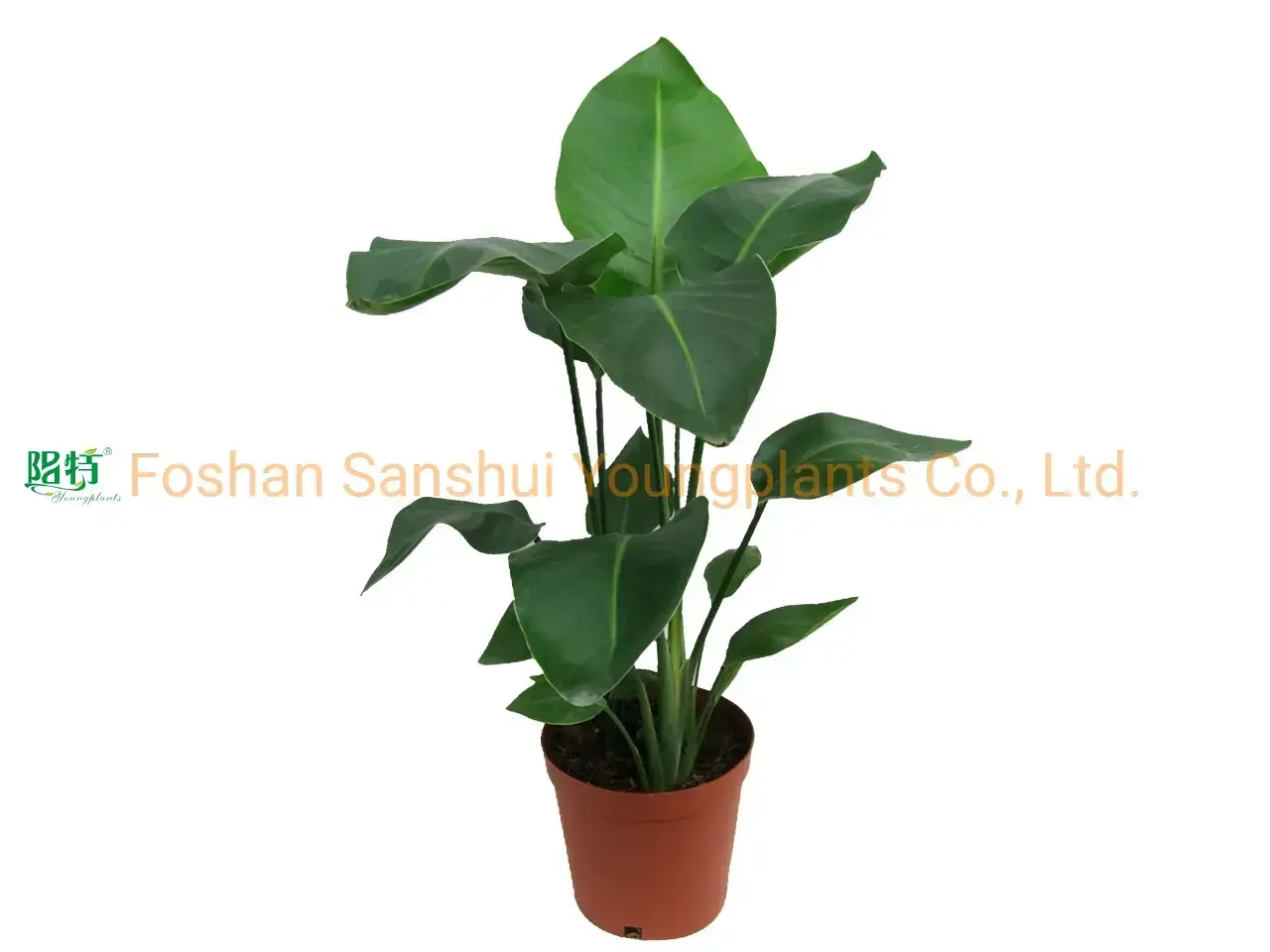 Strelitzia Augusta White Flowers Plant - Top Quality Growth 1