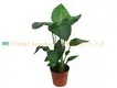 Strelitzia Augusta White Flowers Plant - Top Quality Growth 1