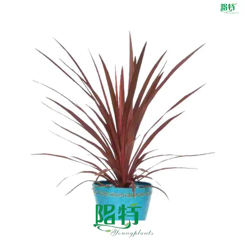 Cordyline Red Star Tray Plant - Wholesale Import with Advanced Technologies 1