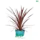 Cordyline Red Star Tray Plant - Wholesale Import with Advanced Technologies 1