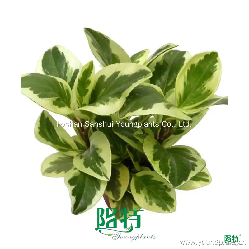Peperomia Albo-Marginata Ornamental Plant - Wholesale Import from China 1
