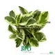 Peperomia Albo-Marginata Ornamental Plant - Wholesale Import from China 1