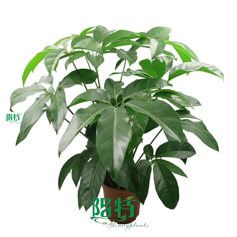Schefflera Elegantissima: Innovative Indoor Plant Collection 1