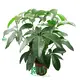 Schefflera Elegantissima: Innovative Indoor Plant Collection 1