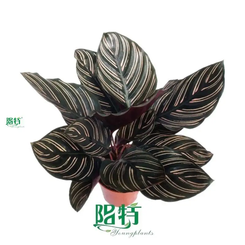 Stromanthe Sanguinea: High-Quality Calathea Tray Plants Wholesale 1