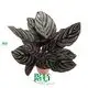 Stromanthe Sanguinea: High-Quality Calathea Tray Plants Wholesale 1