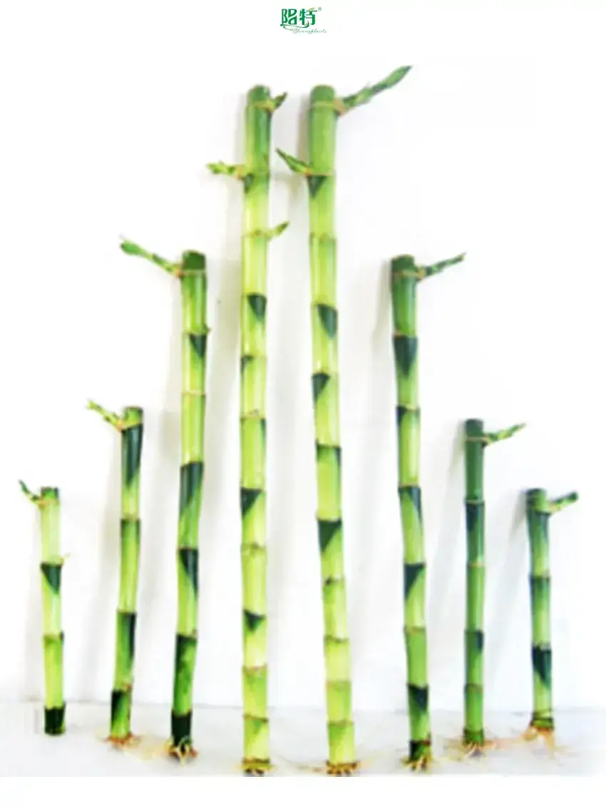 20cm Straight Lucky Bamboo: High-Tech Innovation for Flower & Gardening Plants 1