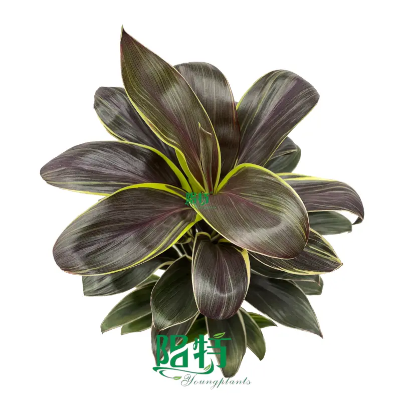 Cordyline Red Star - Bright Light, Low Maintenance 1