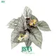 Begonia Arctic Breeze: Premium Tissue Culture Begonias 1