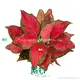 White Spot Aglaonema 'Red Mushroom' - Care Support and Quality Assurance 1