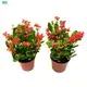 High-Tech Aphelandra Squarrosa Dania Indoor Flower Plant - Pruning Plants & Trees 1