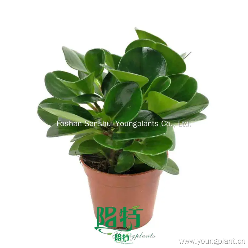 Peperomia Obtusifolia Jade Plant - Wholesale Import from China 1