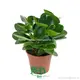 Peperomia Obtusifolia Jade Plant - Wholesale Import from China 1