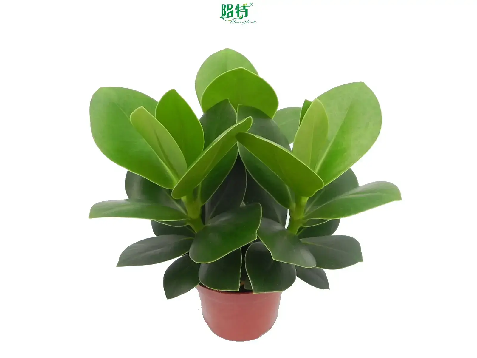 Exquisite Clusia Rosea Wholesale Young Plants - Unique Design and Performance 1
