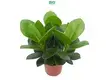 Exquisite Clusia Rosea Wholesale Young Plants - Unique Design and Performance 1
