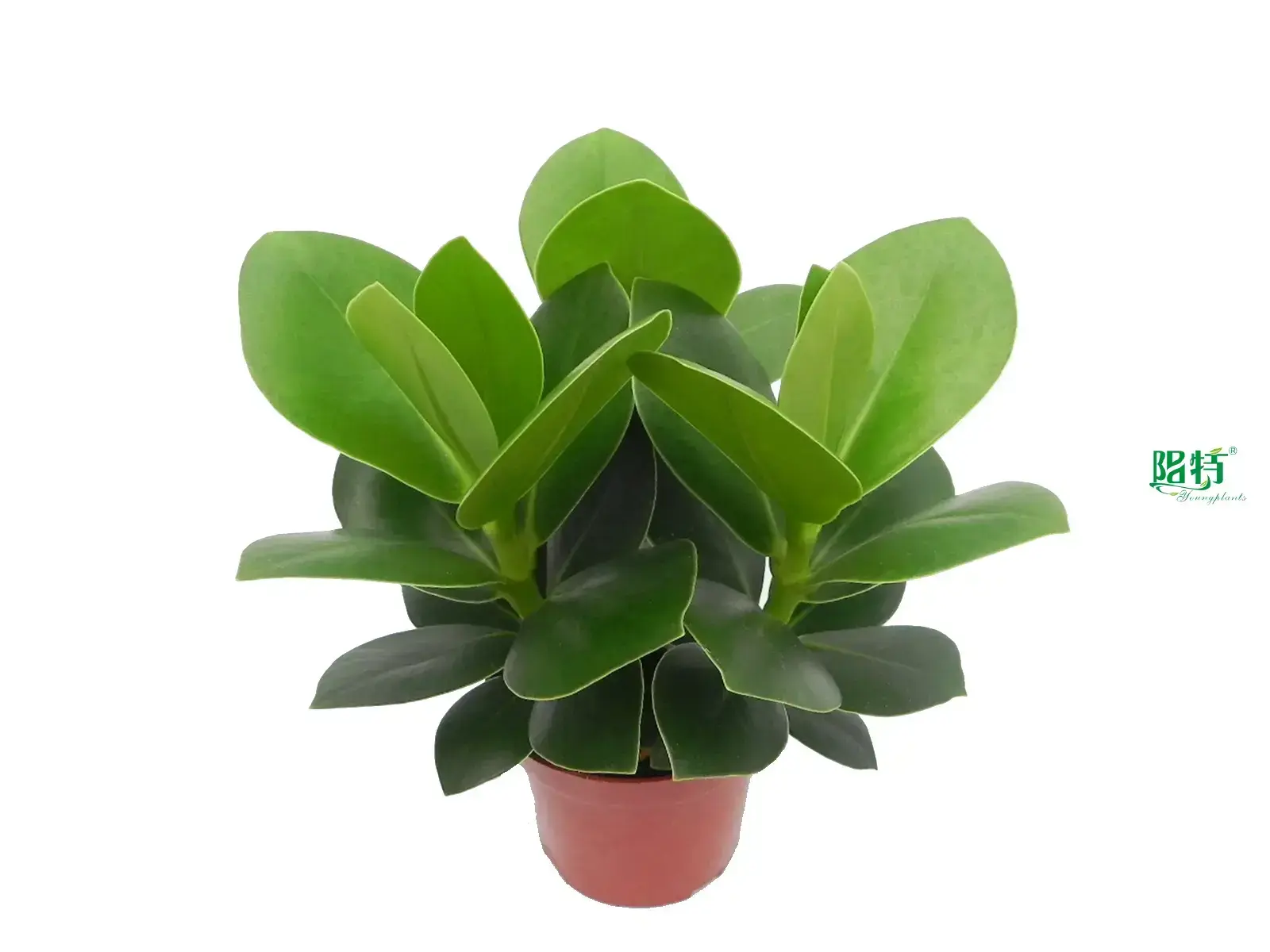 Clusia Rosea Nursery Wholesale Plants - Quality and Style 1