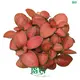 Fittonia Red Cloud Indoor Plant: Vibrant, Air Purifying & Easy Care 1