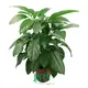 Schefflera Alpine Plantlets: High-Quality Wholesale Tissue Culture Young Plants 1