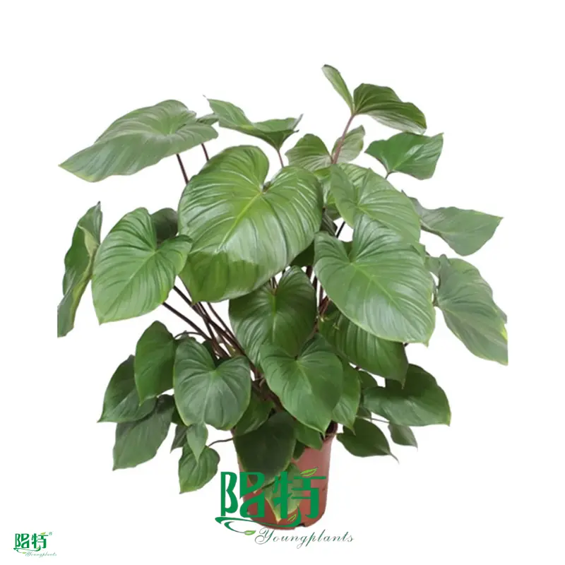 High Quality Homalomena Tissue Culture Plants - Wholesale Import 1