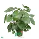 High Quality Homalomena Tissue Culture Plants - Wholesale Import 1