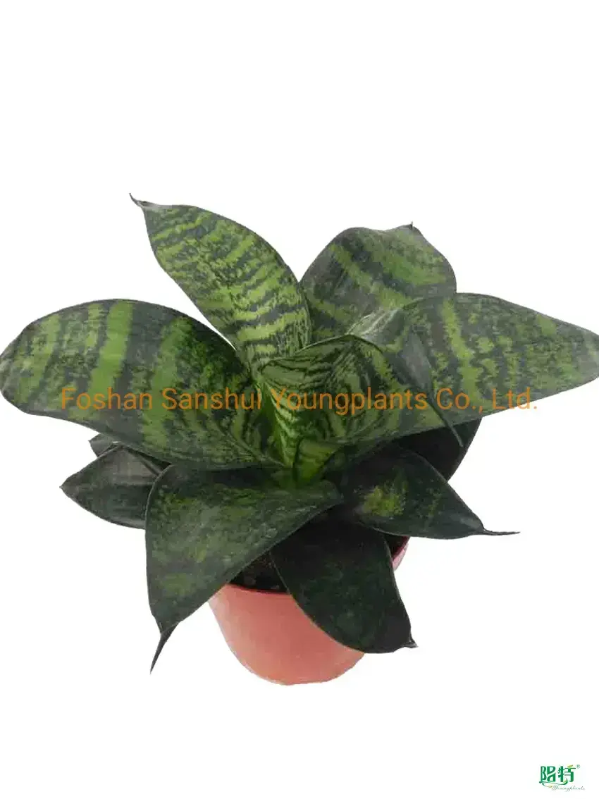 Sansevieria Harnii Bonsai - Latest Technology, Top in Industry 1