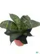 Sansevieria Harnii Bonsai - Latest Technology, Top in Industry 1