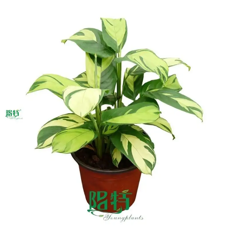 Calathea Tissue Culture Plants - Premium Quality & Affordable Price 1