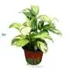 Calathea Tissue Culture Plants - Premium Quality & Affordable Price 1