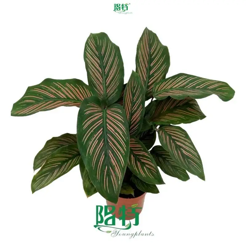 Calathea Tray Plant Wholesale: Top-Quality Tissue Culture & Plug Plants 1
