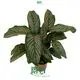 Calathea Tray Plant Wholesale: Top-Quality Tissue Culture & Plug Plants 1