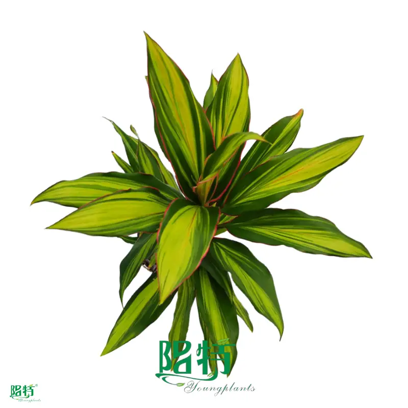 'Cordyline Kiwi: Bright Light, High Humidity, Tissue Culture Plants' 1