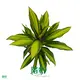 'Cordyline Kiwi: Bright Light, High Humidity, Tissue Culture Plants' 1