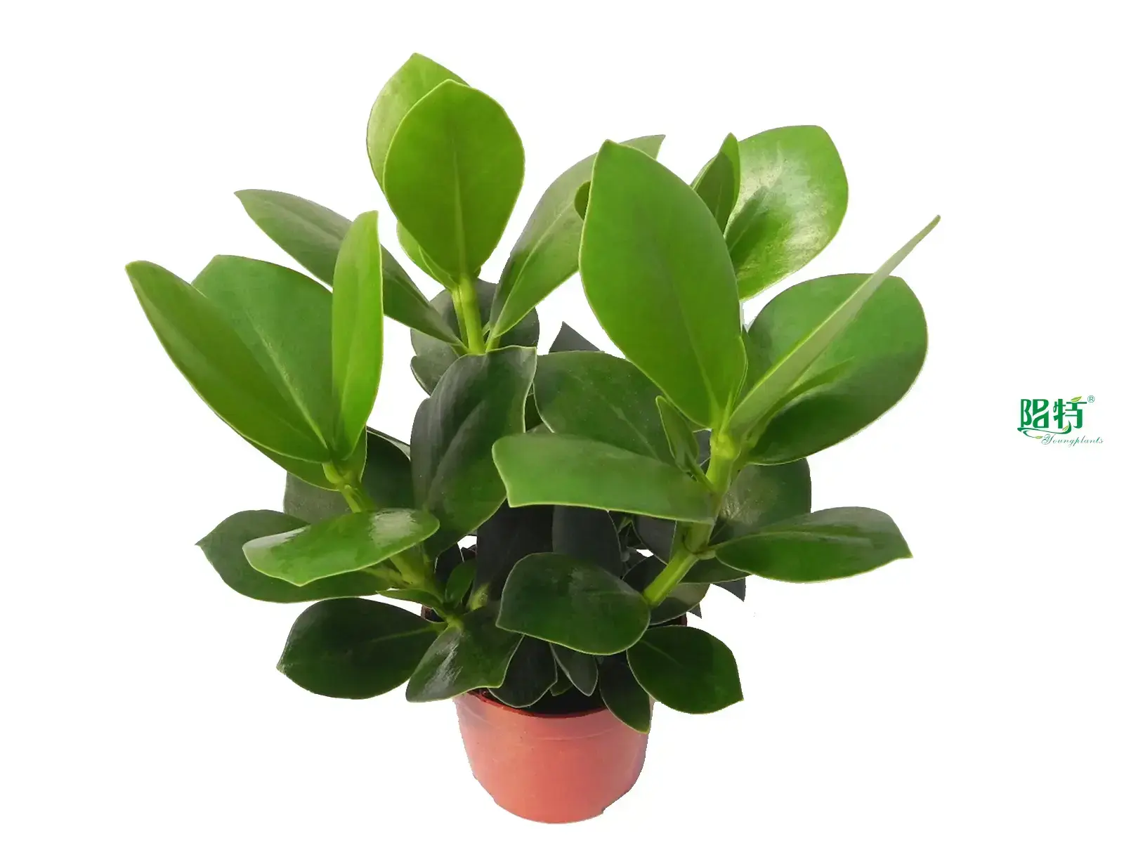 Clusia Rosea Queen Wholesale Young Plants – High-Tech Manufacturing 1