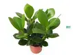 Clusia Rosea Queen Wholesale Young Plants – High-Tech Manufacturing 1