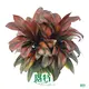 Orange Compacta Cordyline: Vibrant Variety, Easy Care 1