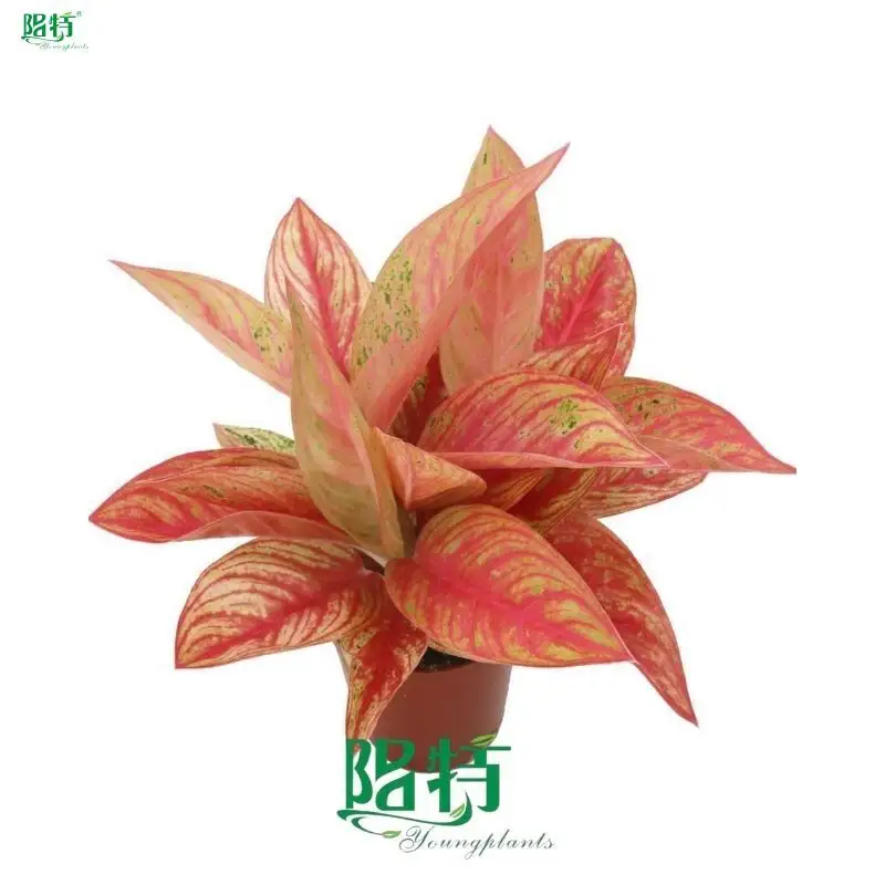 Aglaonema Golden Star - Colorful Hybrid Plant 1