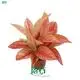 Aglaonema Golden Star - Colorful Hybrid Plant 1