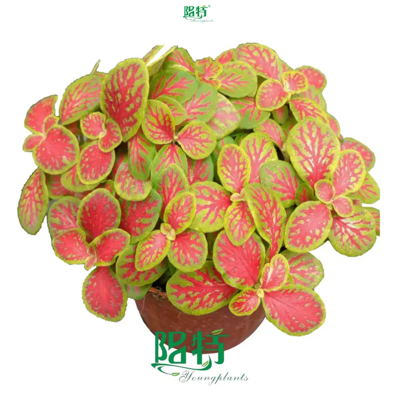 Fittonia Mix: Innovative Indoor Plants for Worldwide Export 1