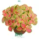 Fittonia Mix: Innovative Indoor Plants for Worldwide Export 1