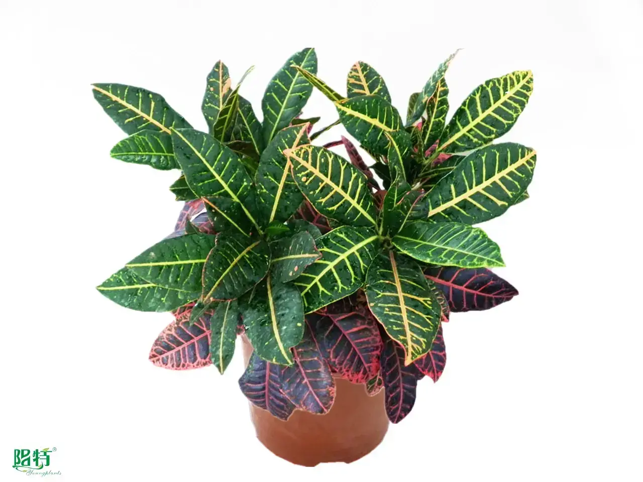 Fast, High-Quality Codiaeum Variegatum Pictum Bonsai Tray Plant 1