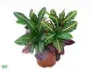 Fast, High-Quality Codiaeum Variegatum Pictum Bonsai Tray Plant 1