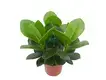 Unique Clusia Rosea Young Plants - Superior Performance & Aesthetic Appeal 1