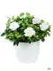 Gardenia Jasminoides White Bonsai Tray Live Plant - Versatile & High Quality 1