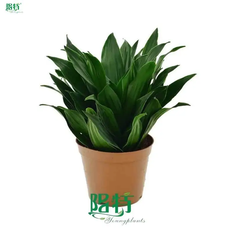 Dracaena Cutting Pot Finished Ready Plant Bonsai - Upgrade Technology 1