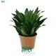 Dracaena Cutting Pot Finished Ready Plant Bonsai - Upgrade Technology 1