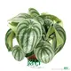 Peperomia Obtusifolia Green Wholesale Import From China 1