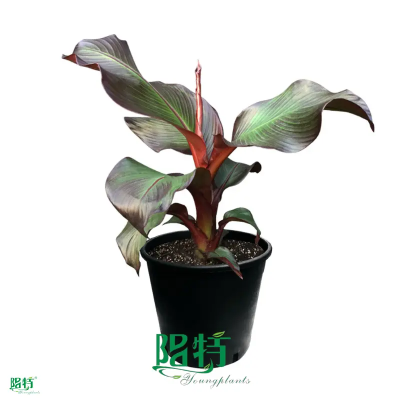 Red Abyssinian Banana Plant - Tropical Foliage for Your Garden 1