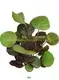 Premium Coccoloba Uvifera Wholesale from China 1