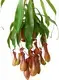 Nepenthes Alata Insects Trapper Tray Plant - Advanced Technology for Flower & Gardening 1